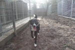 Marley Foto 5