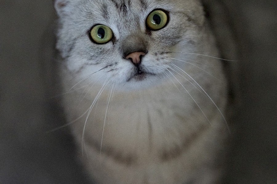 Godric