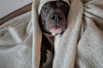 Buddy Foto 1