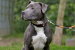 Buddy Foto 3