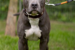 Buddy Foto 4