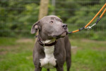 Buddy Foto 5
