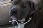 Buddy Foto 6
