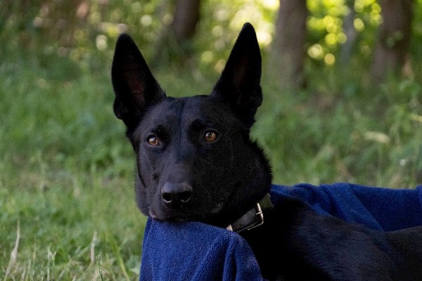 Greta