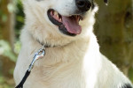 Charly (Mischling) Foto 2