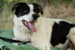 Charly (Mischling) Foto 3
