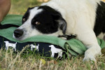 Charly (Mischling) Foto 4