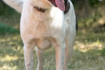 Charly (Mischling) Foto 5