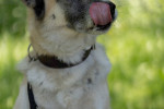 Chester Foto 2