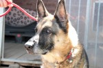 Henry Foto 4