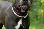 Loui Foto 1