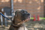 Maximus Foto 5