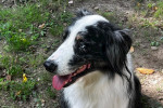Mogli Foto 2