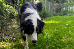 Mogli Foto 3