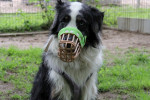 Mogli Foto 4
