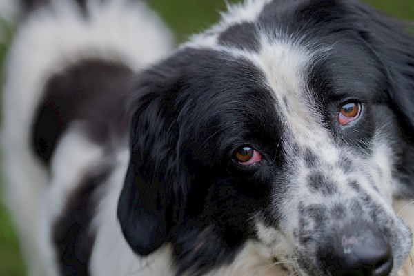 Pongo