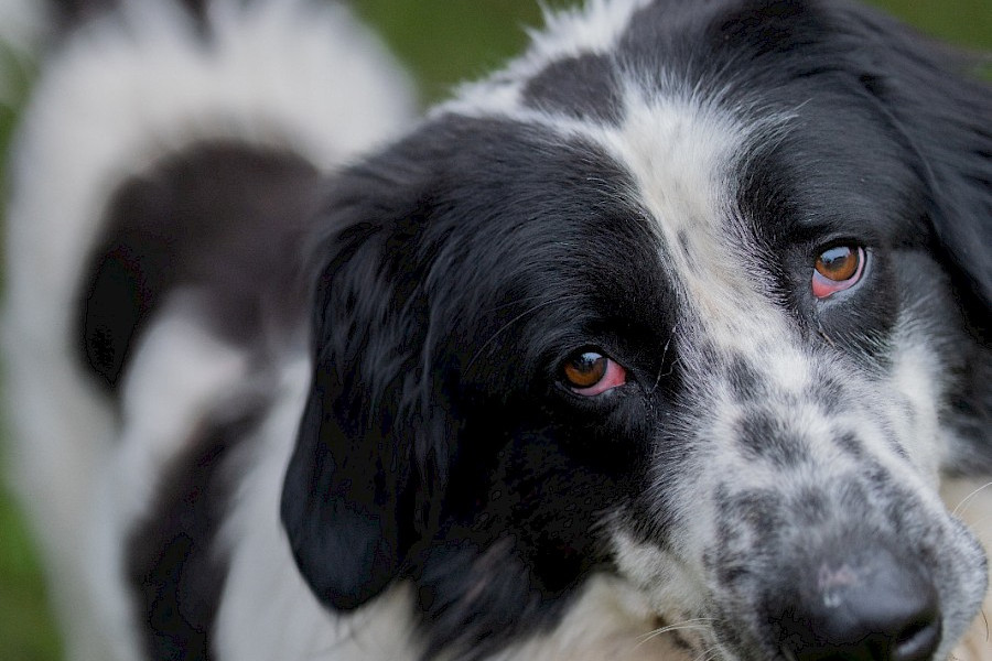 Pongo