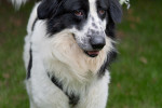 Pongo Foto 2
