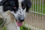 Pongo Foto 3