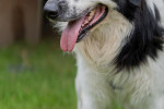 Pongo Foto 4