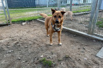 Rollo Foto 4