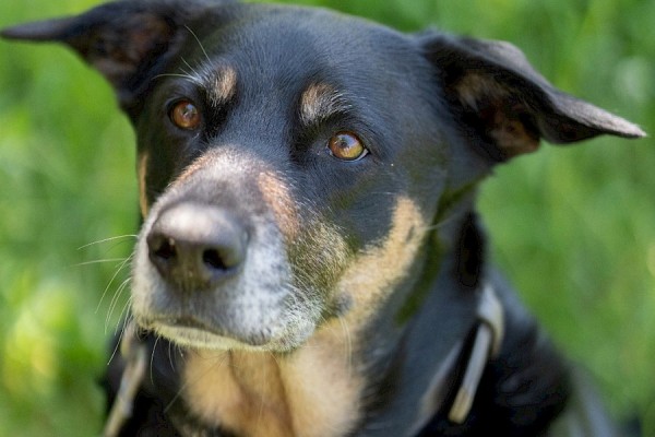 Shila