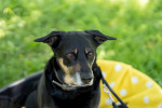 Shila Foto 2