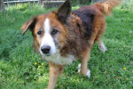 Sparky Foto 1