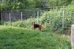 Sparky Foto 5