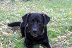 Spike Foto 1