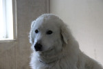 Teddy Foto 2