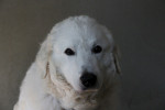 Teddy Foto 3