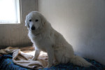 Teddy Foto 4