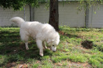 Teddy Foto 5