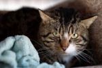 Monty Foto 1