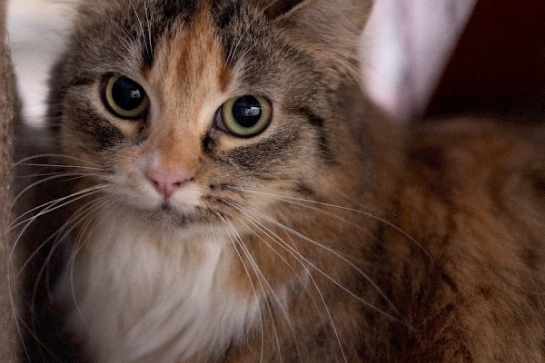 Stella