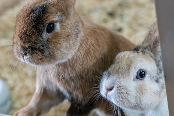 Pauli & Lotti