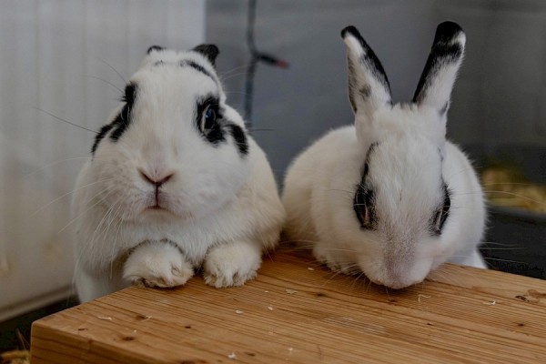 Flecki & Lina