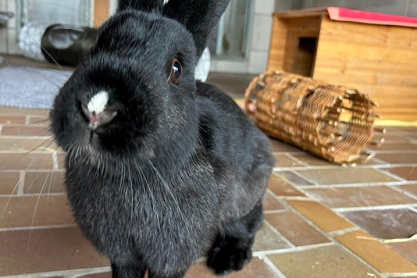 Lumikki & Milow